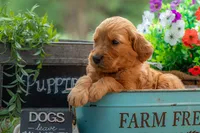 Artie, a male Goldendoodle for sale in Waco, TX – 6 of 7