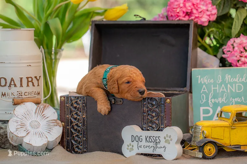 Tommee – Goldendoodle puppy for sale in Waco, TX