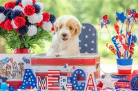 Toby, a male Goldendoodle for sale in Waco, TX – 7 of 10