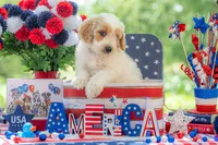Bandit, a male Goldendoodle for sale in Waco, TX – 6 of 10