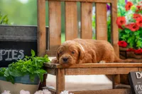 Sammie, a female Goldendoodle for sale in Waco, TX – 8 of 9