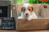 Rusty, a male Goldendoodle for sale in Waco, TX – 2 of 10