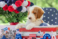 Rusty, a male Goldendoodle for sale in Waco, TX – 4 of 10