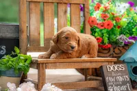 Colt, a male Goldendoodle for sale in Waco, TX – 6 of 10
