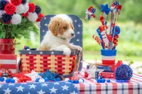 Benny, a male Goldendoodle for sale in Waco, TX – 5 of 10