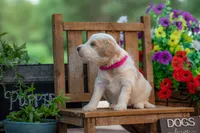 Bonnie, a female Goldendoodle for sale in Waco, TX – 9 of 10