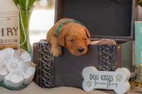 Tommee, a male Goldendoodle for sale in Waco, TX – 3 of 7