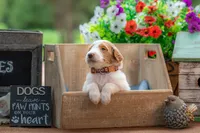 Henry, a male Goldendoodle for sale in Waco, TX – 2 of 10