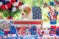 Toby, a male Goldendoodle for sale in Waco, TX – 10 of 10