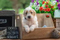 Bandit, a male Goldendoodle for sale in Waco, TX – 5 of 7
