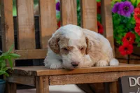Sterling, a male Goldendoodle for sale in Waco, TX – 2 of 10