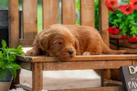 Sammie, a female Goldendoodle for sale in Waco, TX – 6 of 9