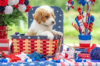 Benny, a male Goldendoodle for sale in Waco, TX – 6 of 10