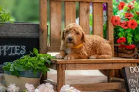 Scarlet, a female Goldendoodle for sale in Waco, TX – 7 of 8