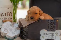Sadie, a female Goldendoodle for sale in Waco, TX – 7 of 9