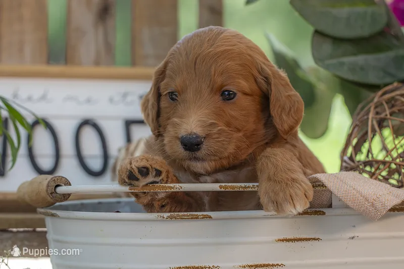 Colt – Goldendoodle puppy for sale in Waco, TX
