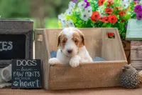 Rusty, a male Goldendoodle for sale in Waco, TX – 9 of 10