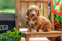 Teddy, a male Goldendoodle for sale in Waco, TX – 7 of 10