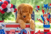 Tommee, a male Goldendoodle for sale in Waco, TX – 3 of 10