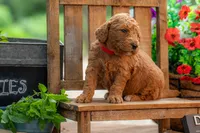 Poppie, a female Goldendoodle for sale in Waco, TX – 3 of 9
