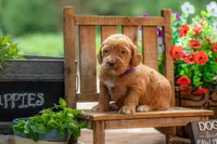 Royal, a male Goldendoodle for sale in Waco, TX – 8 of 9