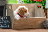 Ruby, a female Goldendoodle for sale in Waco, TX – 7 of 7