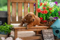 Lilly, a female Goldendoodle for sale in Waco, TX – 5 of 7