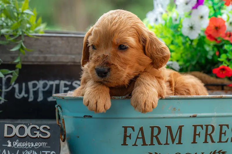 Artie – Goldendoodle puppy for sale in Waco, TX