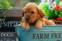 Artie, a male Goldendoodle for sale in Waco, TX – 1 of 7