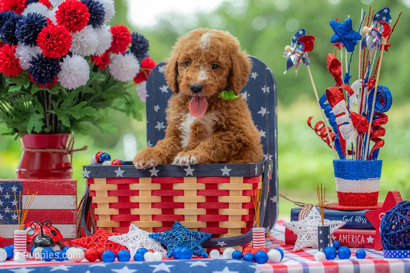 Teddy – Goldendoodle puppy for sale in Waco, TX