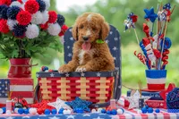 Teddy, a male Goldendoodle for sale in Waco, TX – 1 of 10