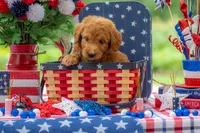 Colt, a male Goldendoodle for sale in Waco, TX – 5 of 10