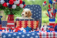 Sterling, a male Goldendoodle for sale in Waco, TX – 8 of 10