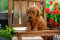 Poppie, a female Goldendoodle for sale in Waco, TX – 5 of 9