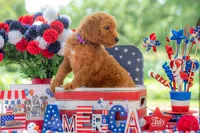Baron, a male Goldendoodle for sale in Waco, TX – 8 of 10