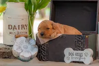 Sadie, a female Goldendoodle for sale in Waco, TX – 4 of 9