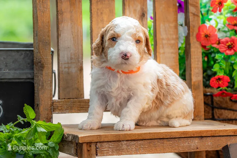Dolly – Goldendoodle puppy for sale in Waco, TX