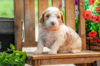 Dolly, a female Goldendoodle for sale in Waco, TX – 1 of 8