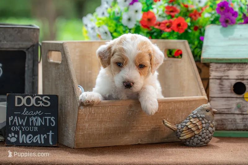 Willow – Goldendoodle puppy for sale in Waco, TX