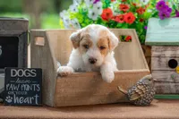 Willow, a female Goldendoodle for sale in Waco, TX – 1 of 10