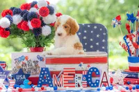 Henry, a male Goldendoodle for sale in Waco, TX – 9 of 10