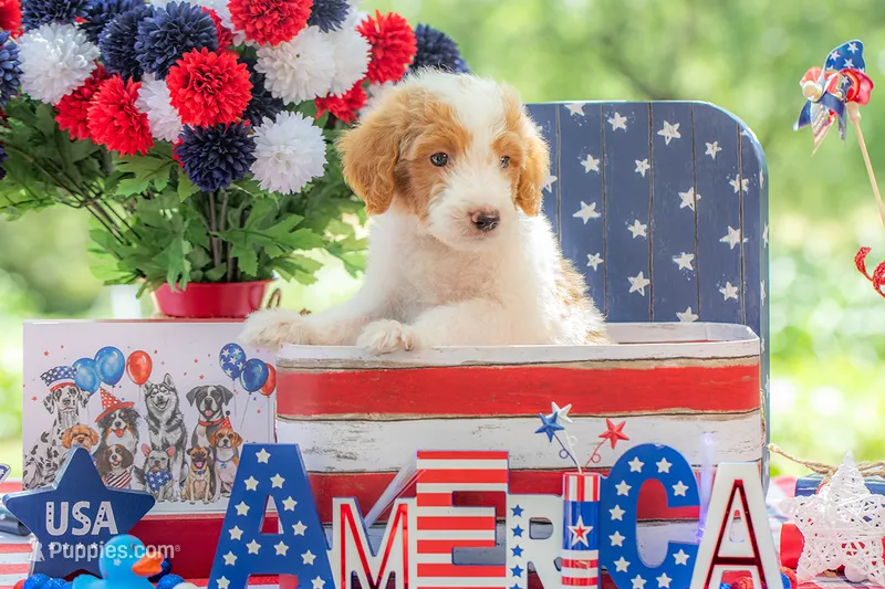 Henry – Goldendoodle puppy for sale in Waco, TX