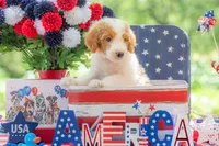 Henry, a male Goldendoodle for sale in Waco, TX – 1 of 10