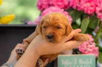 Artie, a male Goldendoodle for sale in Waco, TX – 2 of 7