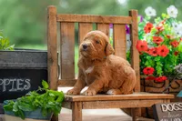Colt, a male Goldendoodle for sale in Waco, TX – 9 of 10