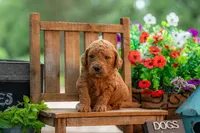 Poppie, a female Goldendoodle for sale in Waco, TX – 8 of 9
