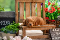 Sammie, a female Goldendoodle for sale in Waco, TX – 7 of 9