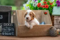 Henry, a male Goldendoodle for sale in Waco, TX – 6 of 10