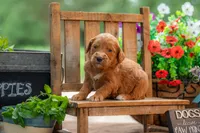 Colt, a male Goldendoodle for sale in Waco, TX – 10 of 10