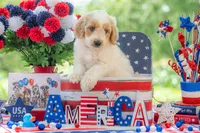 Bandit, a male Goldendoodle for sale in Waco, TX – 5 of 10